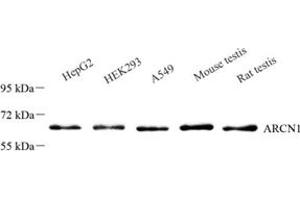 Western blot analysis of ARCN1 (ABIN7073111),at dilution of 1: 500 (ARCN1 anticorps)