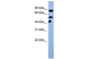 Arnt antibody used at 0. (ARNT anticorps  (C-Term))
