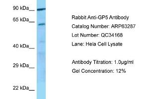 Western Blotting (WB) image for anti-Glycoprotein V (Platelet) (GP5) (C-Term) antibody (ABIN2789435)