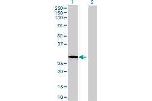 Western Blot analysis of GOSR1 expression in transfected 293T cell line by GOSR1 MaxPab polyclonal antibody. (GS28 anticorps  (AA 1-250))
