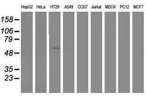 Image no. 1 for anti-Sorting Nexin 8 (SNX8) antibody (ABIN1501042)