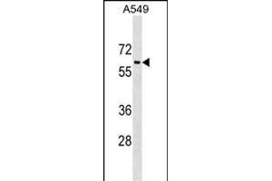 TRL1 Antibody (C-term) (ABIN1537134 and ABIN2849537) western blot analysis in A549 cell line lysates (35 μg/lane). (TRAM1L1 anticorps  (C-Term))