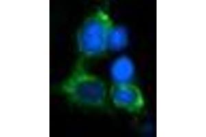 Image no. 2 for anti-Myelin Protein Zero-Like 2 (MPZL2) antibody (ABIN1499552) (MPZL2 anticorps)