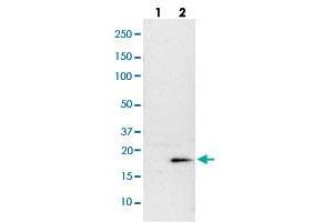 Western blot analysis of Lane 1: NIH-3T3 cell lysate (Mouse embryonic fibroblast cells); Lane 2: NBT-II cell lysate (Rat Wistar bladder tumour cells) with DIABLO polyclonal antibody  at 1:100-1:250 dilution.