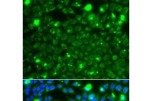 Immunofluorescence analysis of A549 cells using HSPE1 Polyclonal Antibody (HSPE1 anticorps)