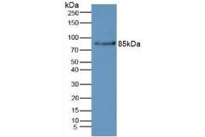 Rabbit Capture antibody from the kit in WB with Positive Control: Mouse liver tissue. (Complement Factor B Kit ELISA)