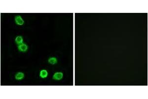 Immunofluorescence (IF) image for anti-G Protein-Coupled Receptor 63 (GPR63) (AA 370-419) antibody (ABIN2890877) (GPR63 anticorps  (AA 370-419))