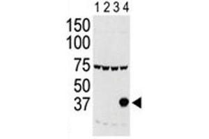 Western blot testing of Aurora-C antibody and lysate of 293 cells expressing 1) Flag tag, 2) Flag-tagged -A, 3) -B and 4) Aurora-C.