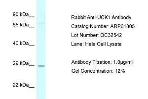 Western Blotting (WB) image for anti-Uridine-Cytidine Kinase 1 (UCK1) (N-Term) antibody (ABIN2788909)