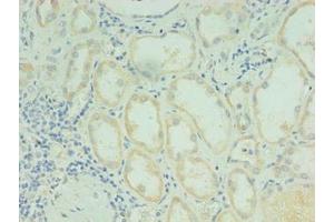 Immunohistochemistry of paraffin-embedded human kidney tissue using ABIN7167836 at dilution of 1:100