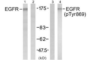 Western blot analysis of extract from A431 cells untreated or treated with EGF (200ng/ml, 5min), using EGFR (Ab-869) antibody (E021222, Lane1 and 2) and EGFR (Phospho-Tyr869) antibody (E011229, Lane 3 and 4). (EGFR anticorps)