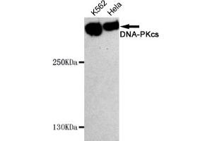 Western blot detection of DNA-PKcs in Hela and K562 cell lysates using DNA-PKcs mouse mAb (1:1000 diluted). (PRKDC anticorps)