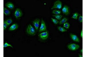 Immunofluorescent analysis of A549 cells using ABIN7166468 at dilution of 1:100 and Alexa Fluor 488-congugated AffiniPure Goat Anti-Rabbit IgG(H+L)