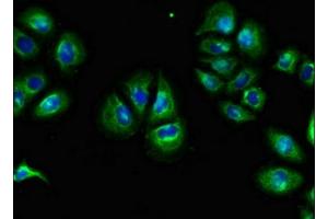 Immunofluorescent analysis of A549 cells using ABIN7166468 at dilution of 1:100 and Alexa Fluor 488-congugated AffiniPure Goat Anti-Rabbit IgG(H+L) (F2RL1 anticorps  (AA 348-397))