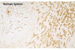 Immunohistochemistry detection of endogenous TIE-2 in cryo sections of human spleen using anti-TIE-2 (human), mAb (tek9) .
