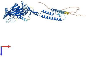 AlphaFold protein structure predicition of Mouse Recombinant Asic2 Protein, UniprotID Q925H0