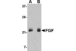 Western Blotting (WB) image for anti-Fibroblast Growth Factor 4 (FGF4) (C-Term) antibody (ABIN1030394) (FGF4 anticorps  (C-Term))