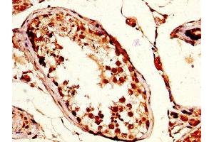IHC image of ABIN7171526 diluted at 1:200 and staining in paraffin-embedded human testis tissue performed on a Leica BondTM system.