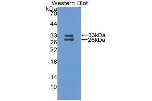 Western Blotting (WB) image for anti-Apolipoprotein A-I (APOA1) (AA 25-264) antibody (ABIN1077813)