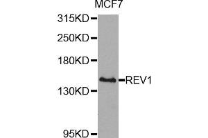 Western blot analysis of extracts of MCF7 cells, using REV1 antibody. (REV1 anticorps)