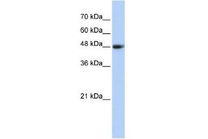 WB Suggested Anti-CPN1 Antibody Titration: 0.