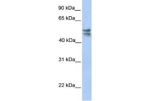 WB Suggested Anti-TRMU Antibody Titration:  0. (TRMU anticorps  (C-Term))