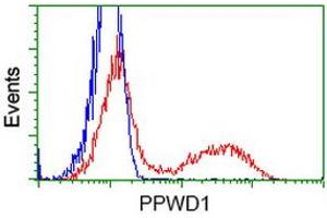 HEK293T cells transfected with either RC204570 overexpress plasmid (Red) or empty vector control plasmid (Blue) were immunostained by anti-PPWD1 antibody (ABIN2453499), and then analyzed by flow cytometry. (PPWD1 anticorps)