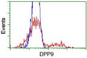 HEK293T cells transfected with either RC224465 overexpress plasmid (Red) or empty vector control plasmid (Blue) were immunostained by anti-DPP9 antibody (ABIN2455565), and then analyzed by flow cytometry. (DPP9 anticorps)