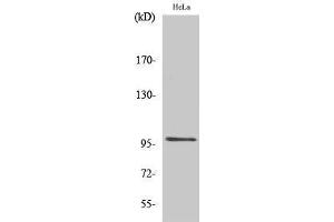 Western Blotting (WB) image for anti-Upstream Binding Transcription Factor, RNA Polymerase I (UBTF) (Internal Region) antibody (ABIN3187401) (UBTF anticorps  (Internal Region))