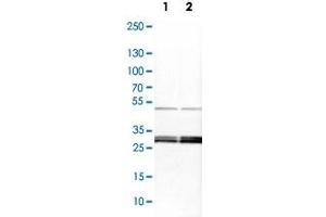 Western Blot analysis of Lane 1: NIH-3T3 cell lysate (mouse embryonic fibroblast cells) and Lane 2: NBT-II cell lysate (Wistar rat bladder tumor cells) with YWHAE polyclonal antibody .