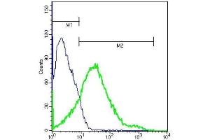 Mouse brain cells probed with Rabbit Anti-Coxsackie Adenovirus Receptor Polyclonal Antibody (GM1123 anticorps  (AA 21-120))
