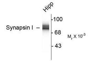 Image no. 2 for anti-Synapsin I (SYN1) antibody (ABIN305714) (SYN1 anticorps)