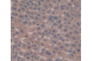 IHC-P analysis of Rat Tissue, with DAB staining. (FDFT1 anticorps  (AA 187-416))