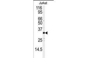 Western blot analysis of anti-JUND Antibody  (ABIN391618 and ABIN2837971) in Jurkat cell line lysates (35 μg/lane). (JunD anticorps  (AA 233-262))