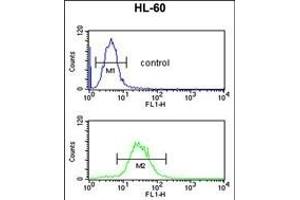 IGH Antibody (C-Term) (ABIN652729 and ABIN2837850) flow cytometric analysis of HL-60 cells (bottom histogram) compared to a negative control cell (top histogram). (IgH anticorps  (C-Term))