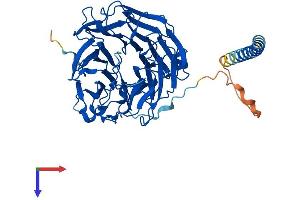AlphaFold protein structure predicition of Mouse Recombinant Coro1c Protein, UniprotID Q9WUM4