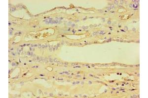 Immunohistochemistry of paraffin-embedded human kidney tissue using ABIN7157760 at dilution of 1:100 (CCBL1 anticorps  (AA 1-372))
