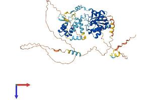 AlphaFold protein structure predicition of Mouse Recombinant Orc2 Protein, UniprotID Q60862