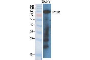 Western Blot (WB) analysis of specific cells using MYSM1 Polyclonal Antibody. (MYSM1 anticorps  (Internal Region))