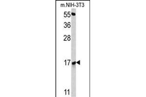 Western blot analysis of RBM3 antibody (Center) (ABIN391593 and ABIN2841522) in NIH-3T3 cell line lysates (35 μg/lane). (RBM3 anticorps  (AA 55-84))