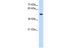 STYK1 antibody used at 0.