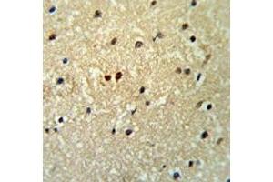 PROX1 antibody IHC analysis in formalin fixed and paraffin embedded human brain tissue.