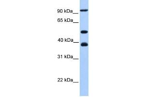 MCM3 antibody used at 1 ug/ml to detect target protein. (MCM3 anticorps  (C-Term))