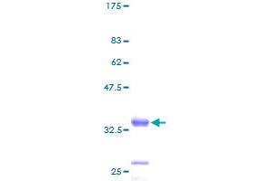 Image no. 1 for Ribosomal Protein L38 (RPL38) (AA 1-70) protein (GST tag) (ABIN1318642)