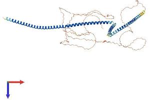 AlphaFold protein structure predicition of Human Recombinant SIX6OS1 Protein, UniprotID Q8N1H7