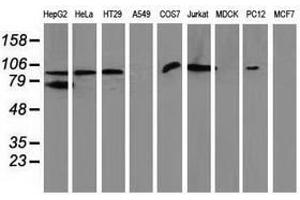 Image no. 2 for anti-Gephyrin (GPHN) antibody (ABIN1498431)