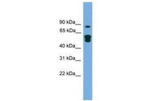 Image no. 1 for anti-MTOR associated protein, eak-7 homolog (MEAK7) (N-Term) antibody (ABIN6746515) (KIAA1609 anticorps  (N-Term))