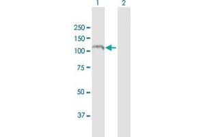 Western Blot analysis of RAPGEF3 expression in transfected 293T cell line by RAPGEF3 MaxPab polyclonal antibody. (RAPGEF3 anticorps  (AA 1-881))
