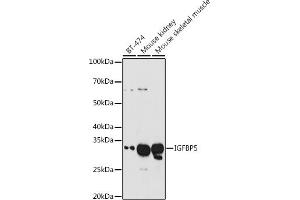 Western blot analysis of extracts of various cell lines, using IGFBP5 antibody (ABIN3022435, ABIN3022436, ABIN3022437 and ABIN6218818) at 1:1000 dilution.