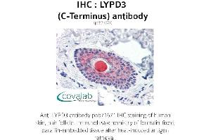 Image no. 1 for anti-LY6/PLAUR Domain Containing 3 (LYPD3) (C-Term) antibody (ABIN1736619) (LYPD3 anticorps  (C-Term))
